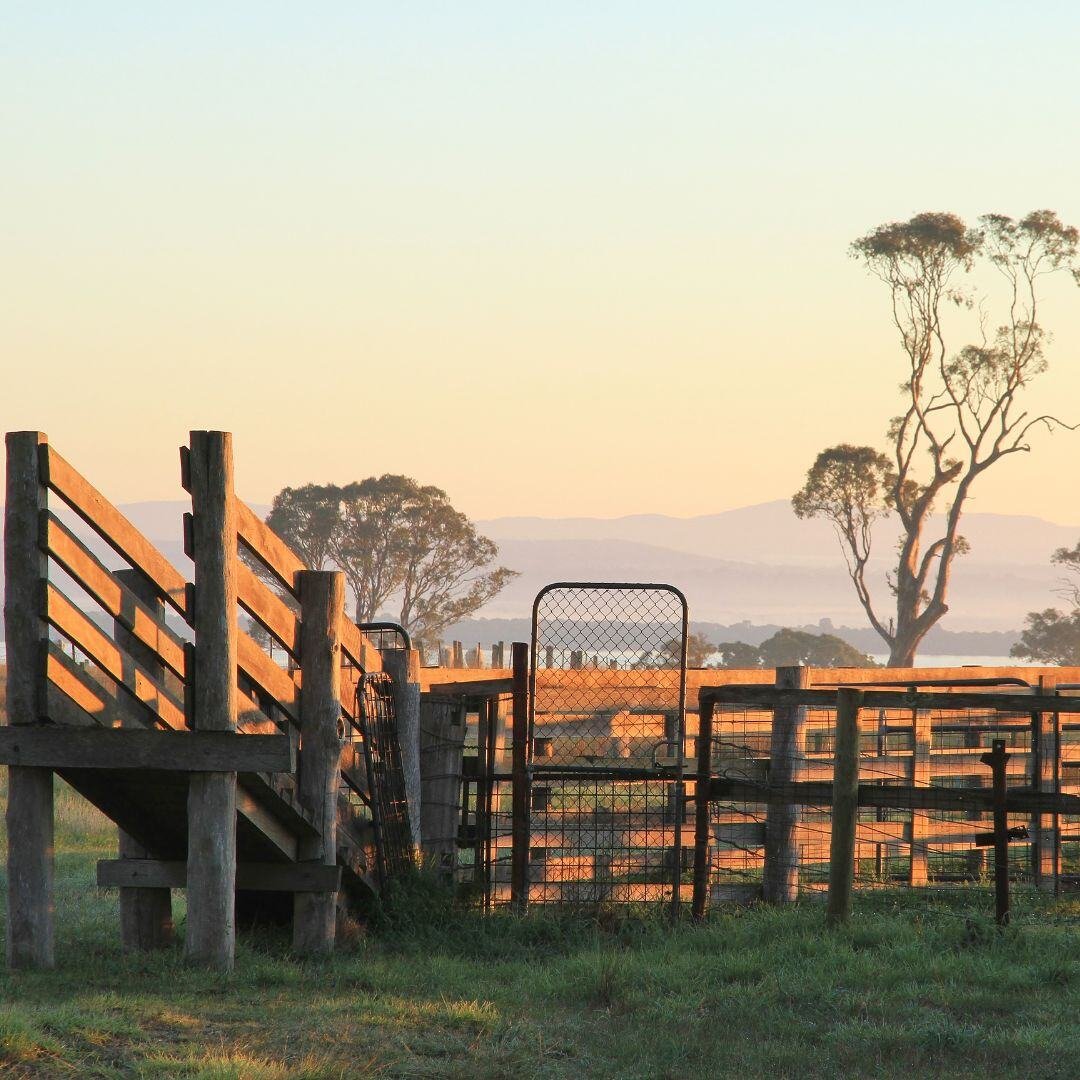 Cattle yards square